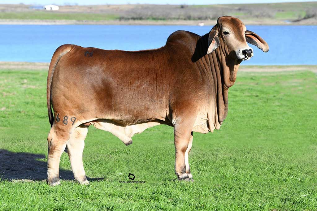 Moreno Ranches, Top Brahman Cattle Producer, Announces Continued Online