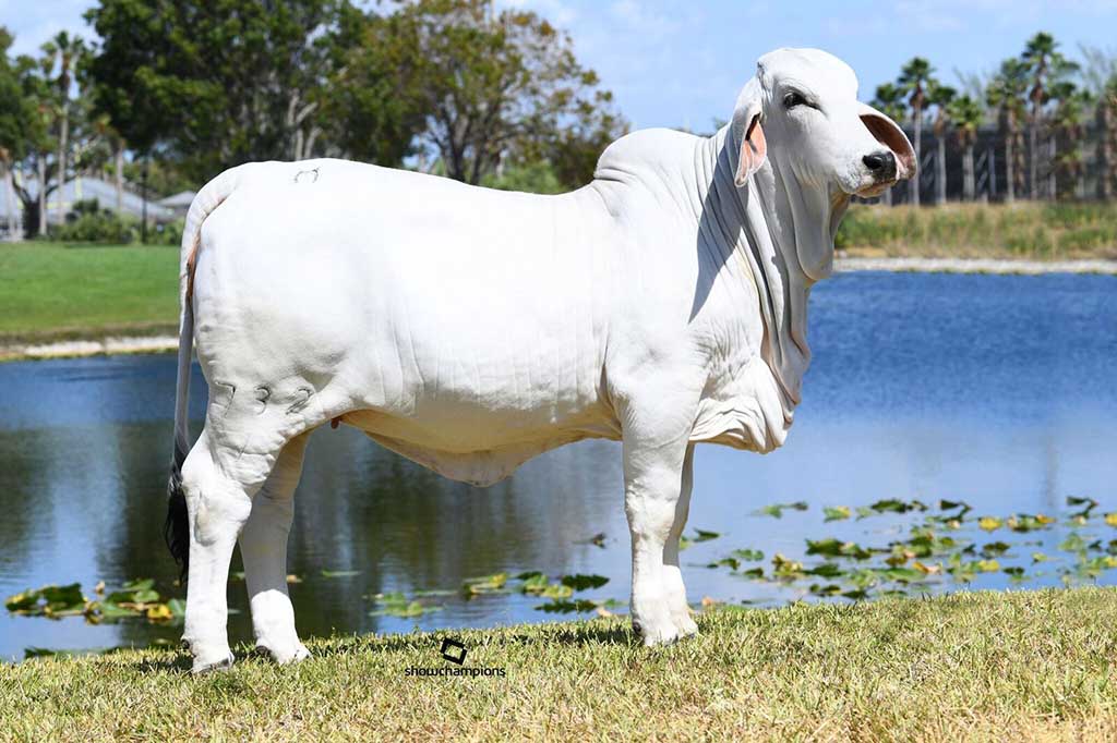 Brahman Calves for Sale Archives Moreno Ranches