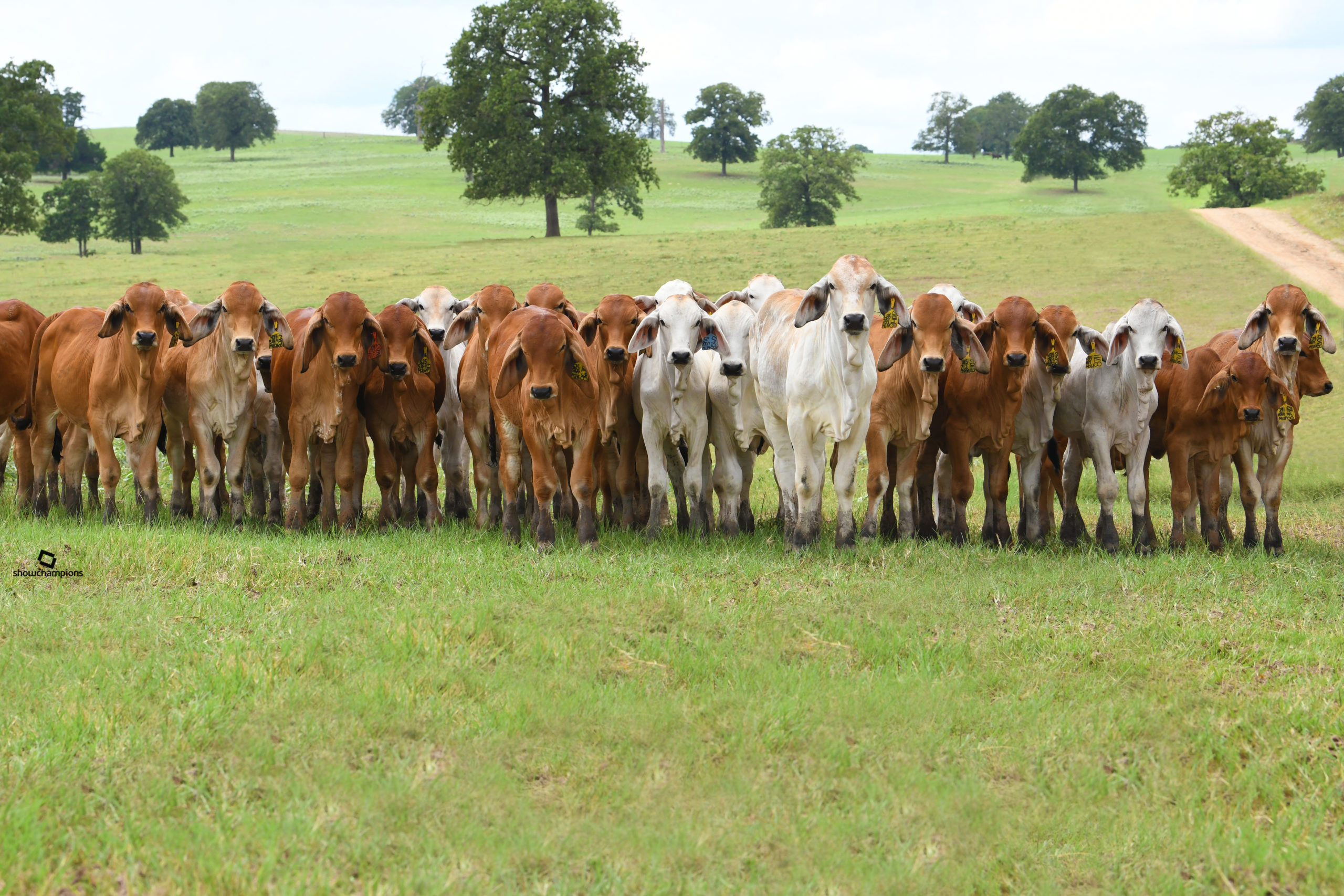 Brahman Calves for Sale in Texas Buy Brahman Calves