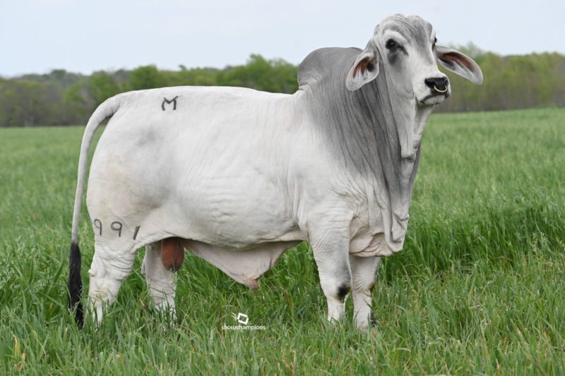 Gray Brahman Cattle for Sale in Texas Buy Bulls & Heifers