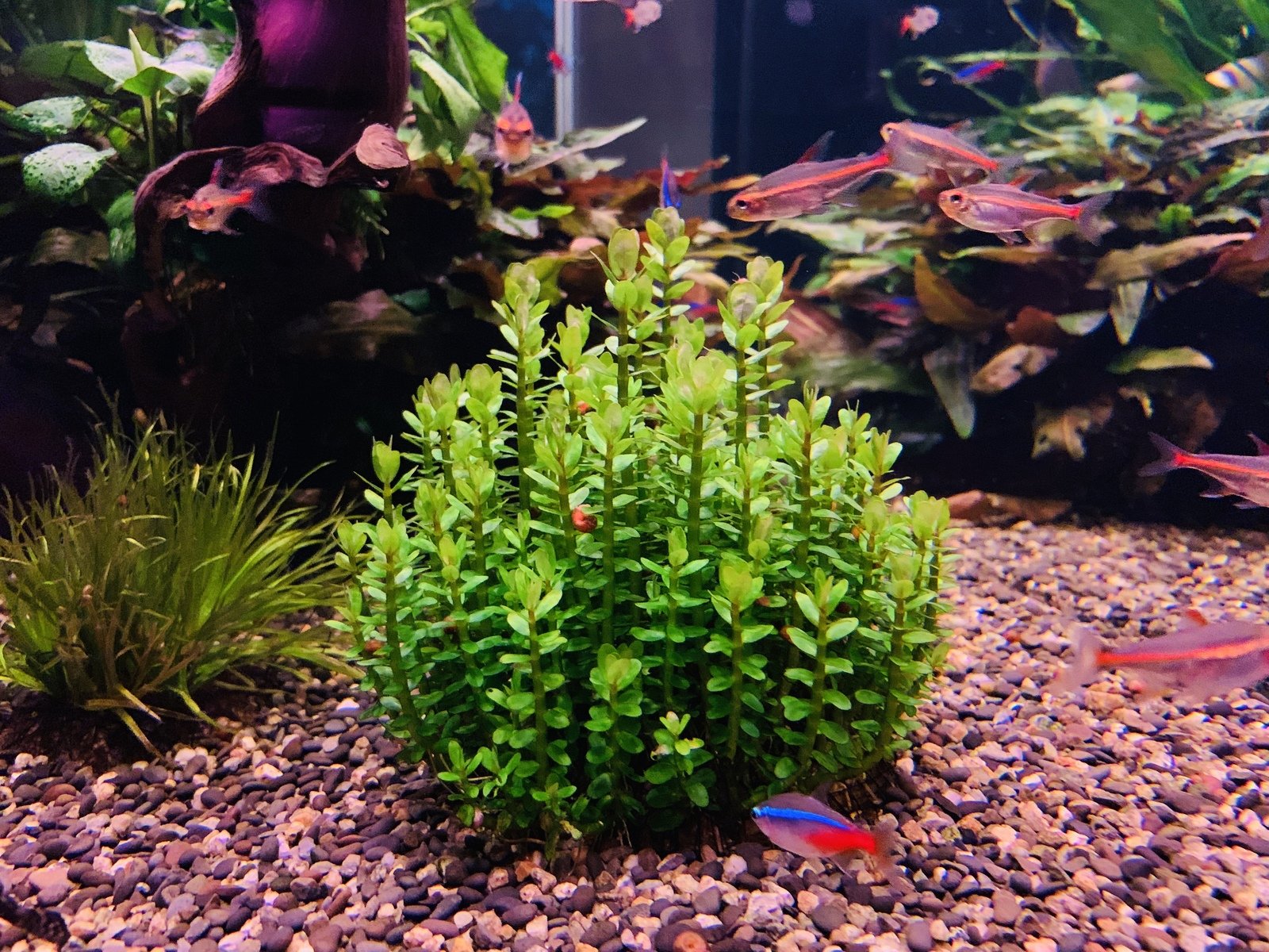 Ammania Sp Bonsai (Rotala Indica) Habitat, Care, Planting