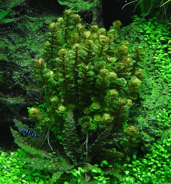 Ammania Sp Bonsai (Rotala Indica) Habitat, Care, Planting