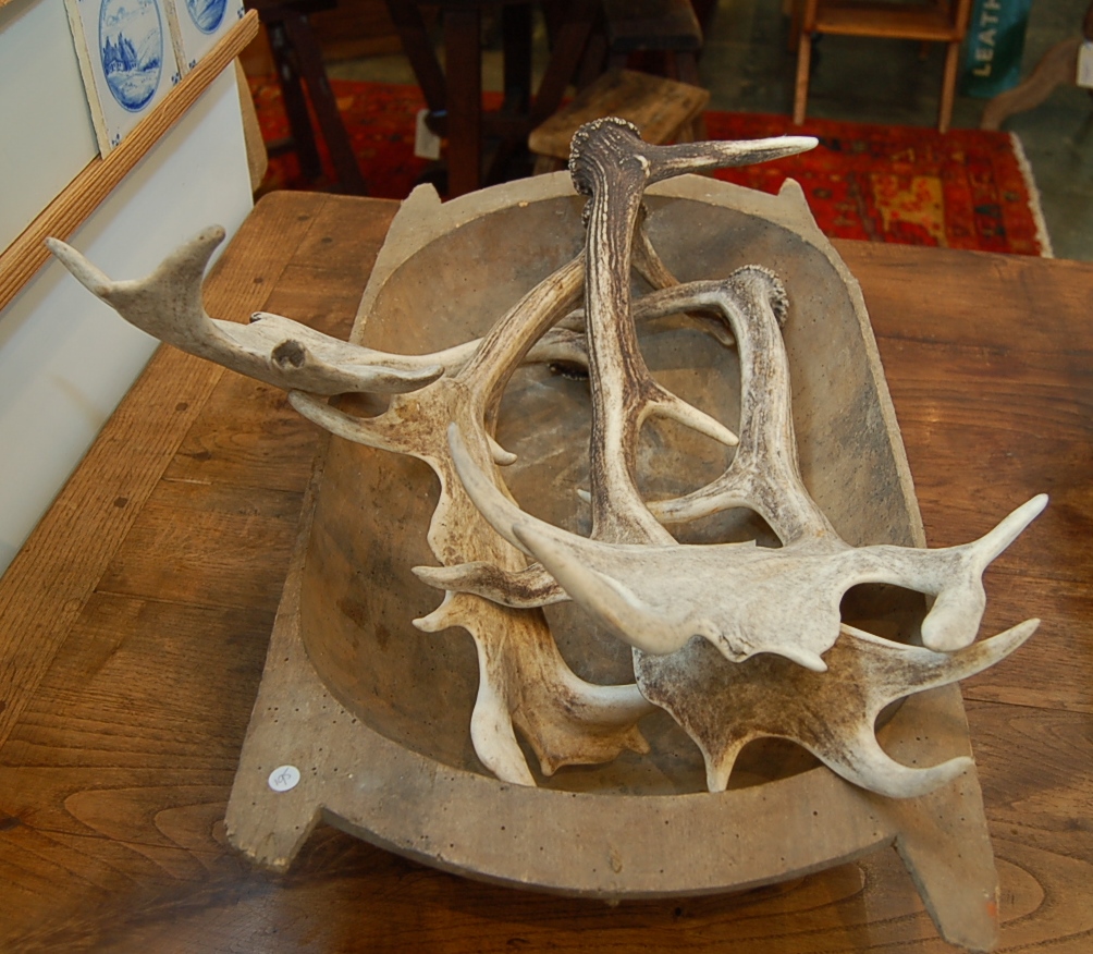 single fallow deer antlers Antiques Perth More Than Antiques Perth