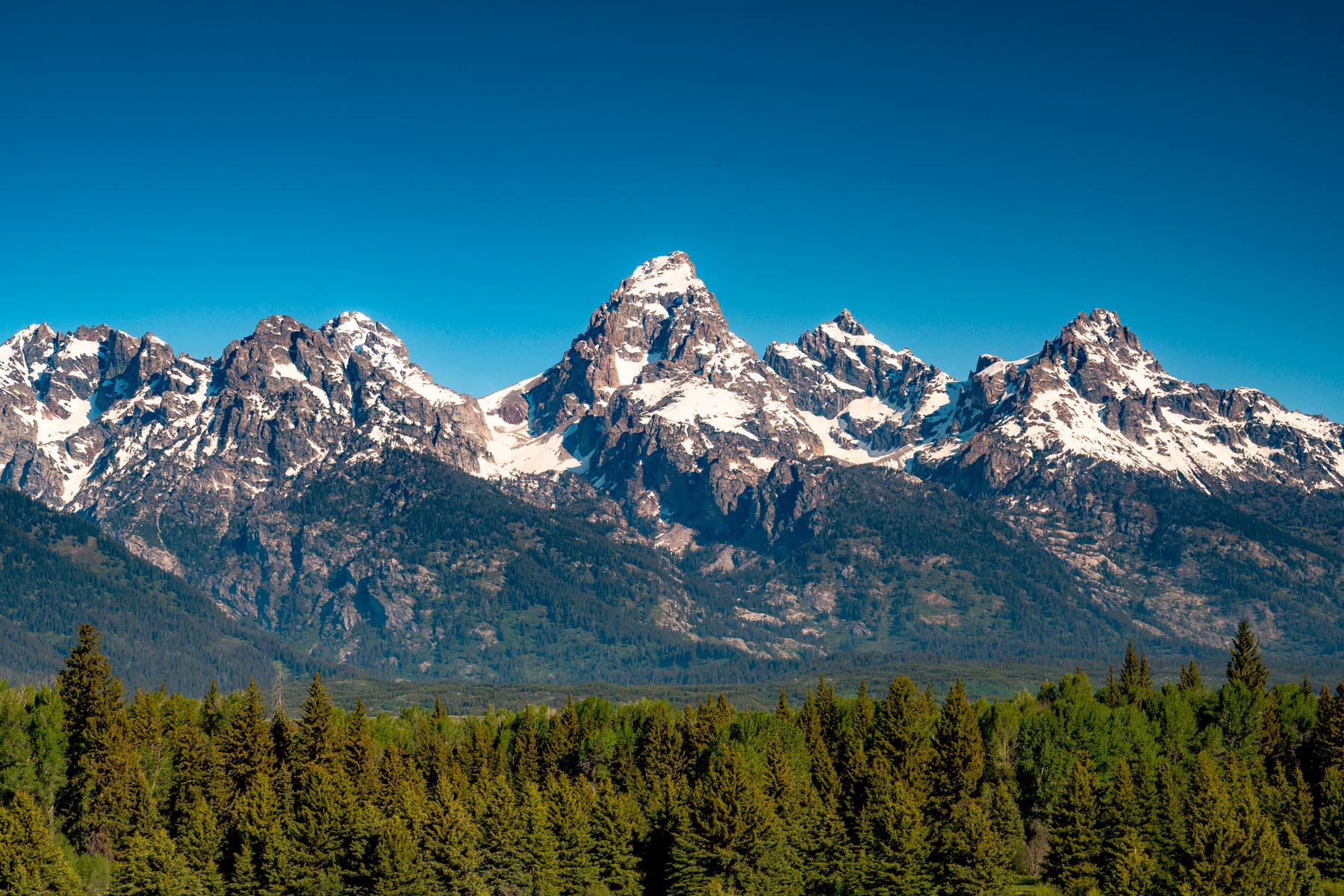 Are Dogs Allowed In Grand Teton National Park