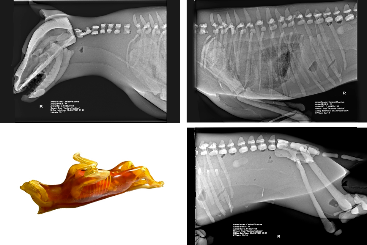 DOG PHANTOM FOR XRAY TRAINING More Than Simulators