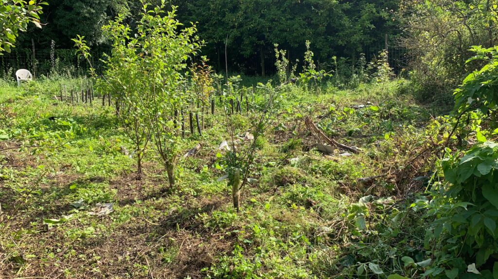 Dry Arch More Trees BANES