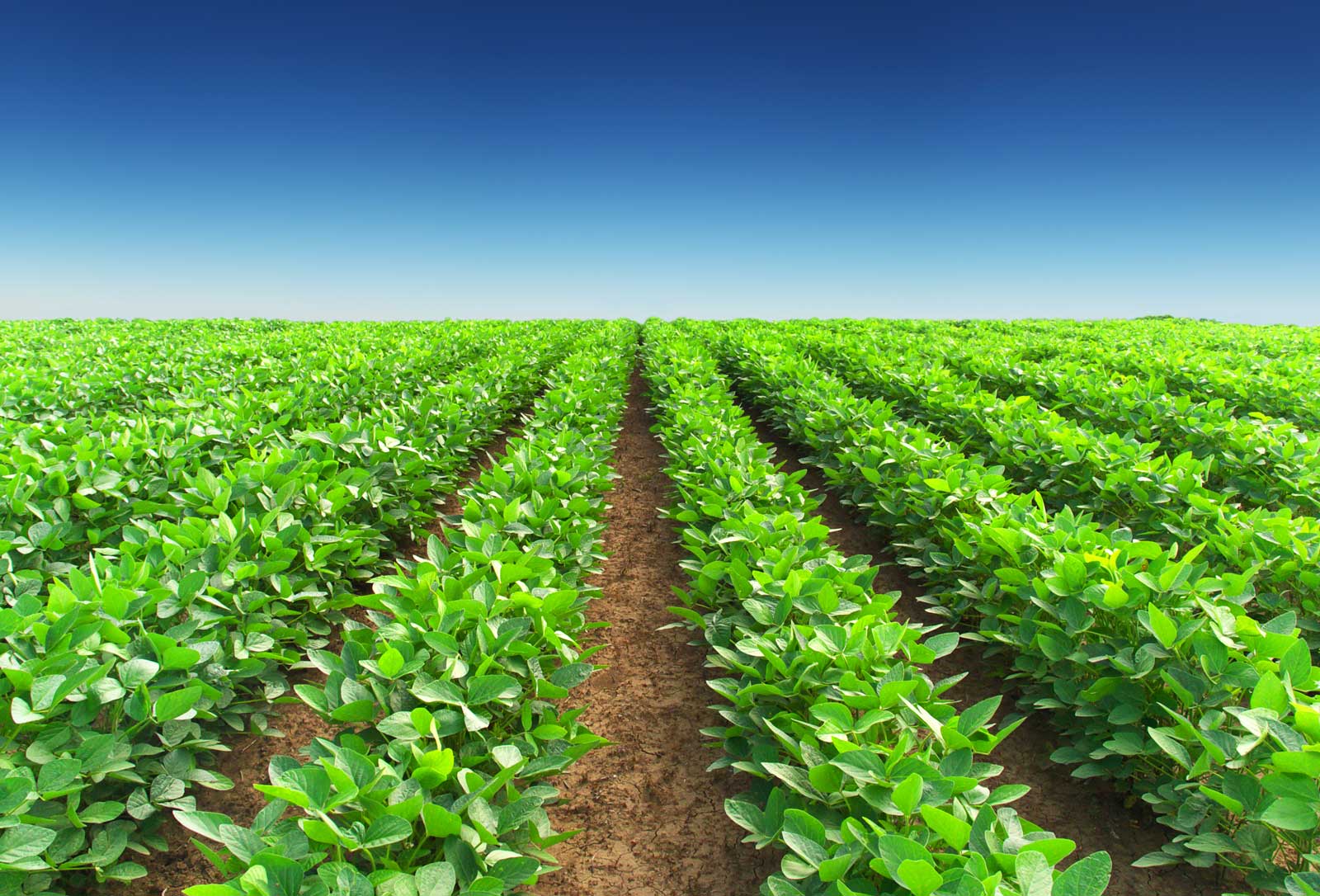 Best practice guidelines for using poultry litter on pastures