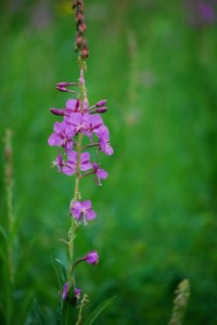 Spring wild flower