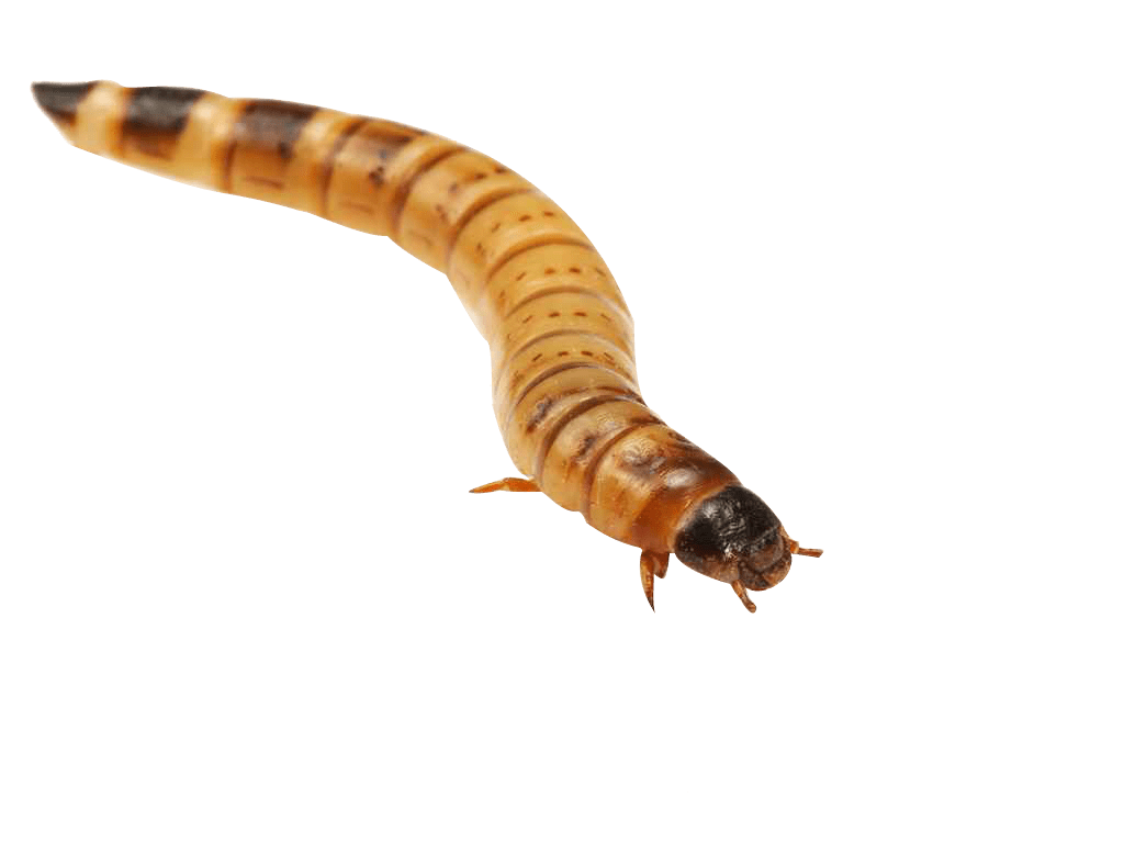 Giant Meal Worms Bait