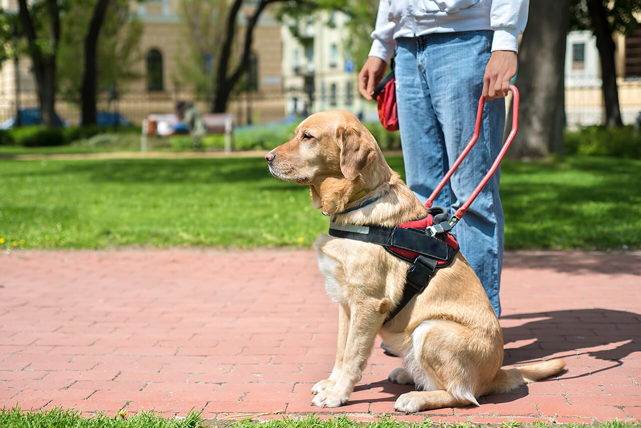 A Landlord’s Guide to Assistance Animals