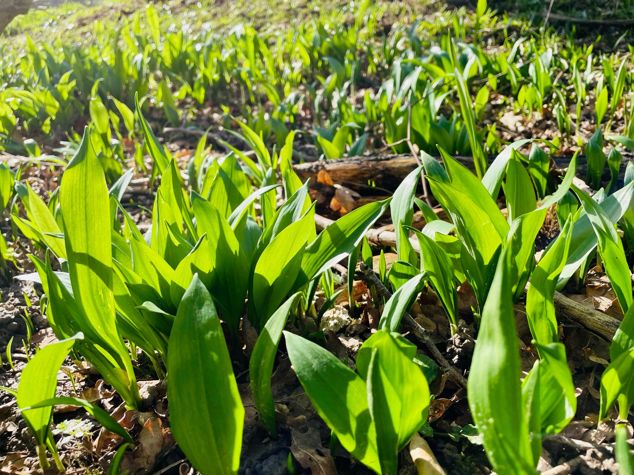 Wild Garlic Leaf Park
