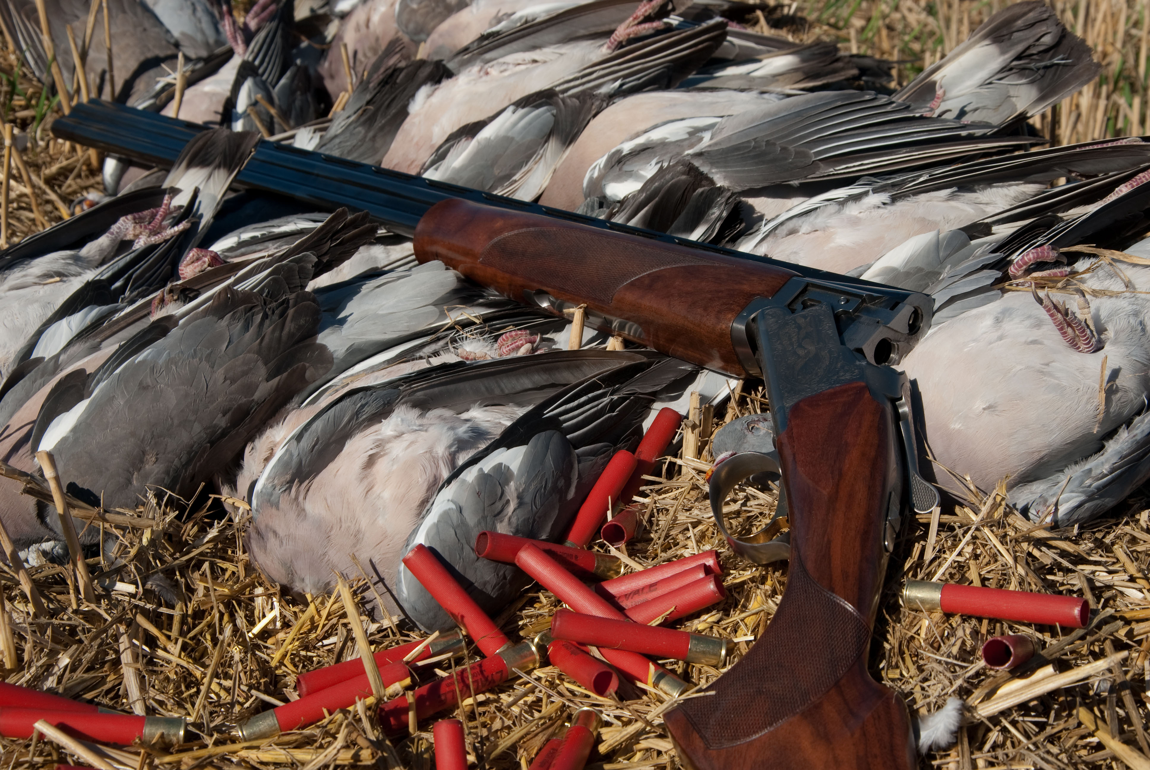 Can You Shoot Pigeons On Your Property at Nguyen blog