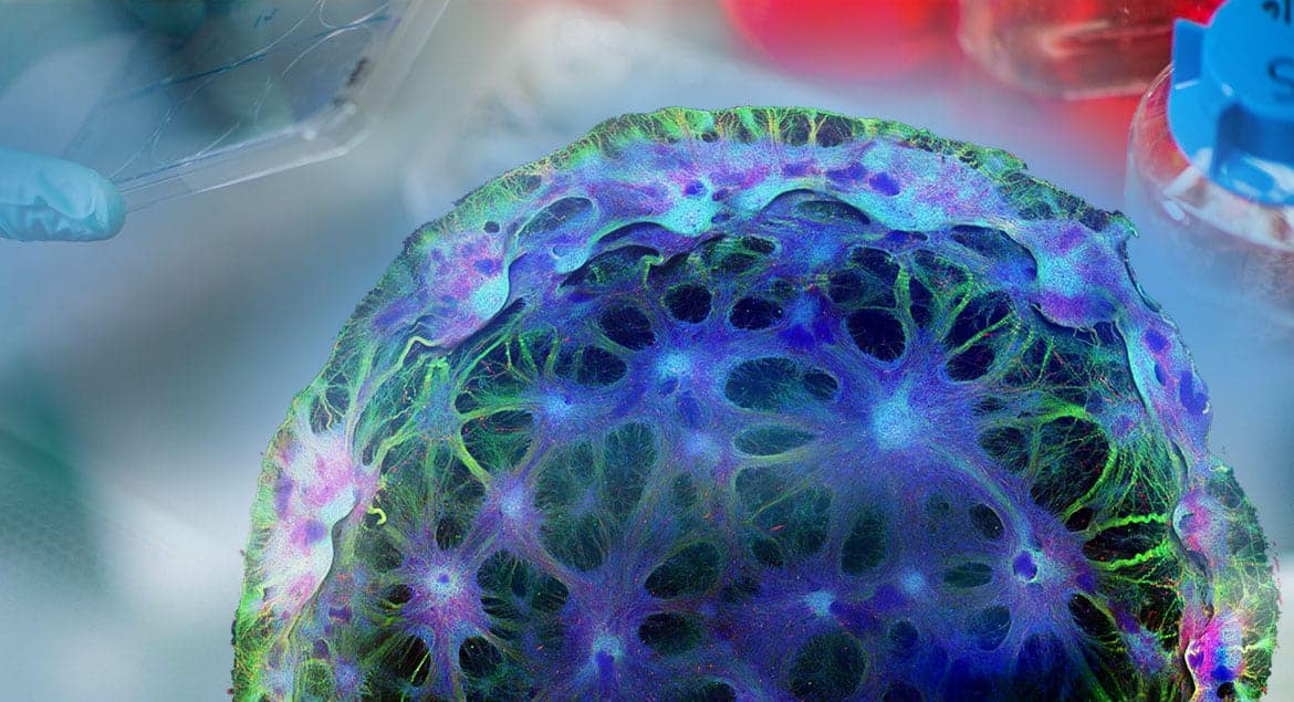 Immortal An oral history of stem cell discovery Institute