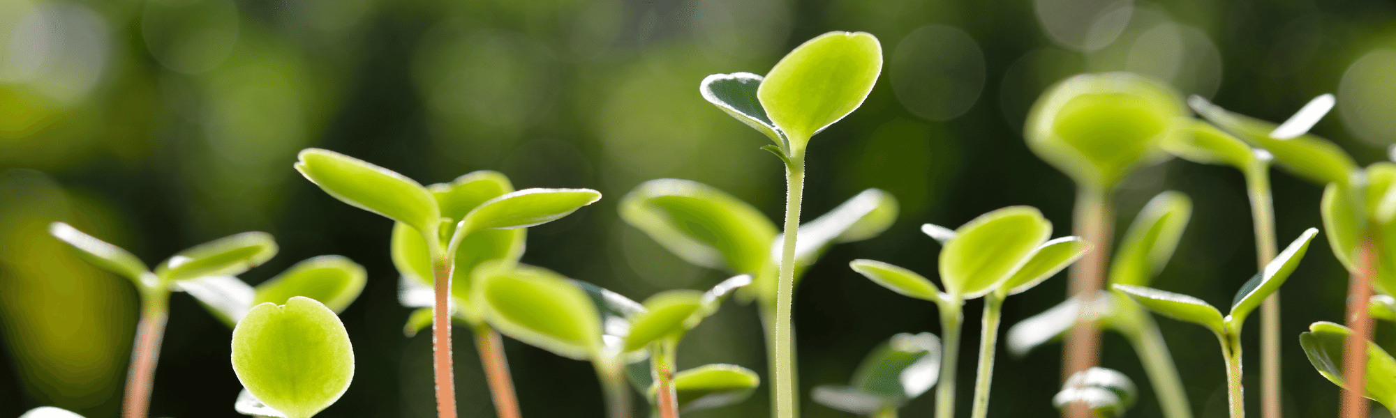 Small Self Administered Pension Scheme (SSAS) • Morhart