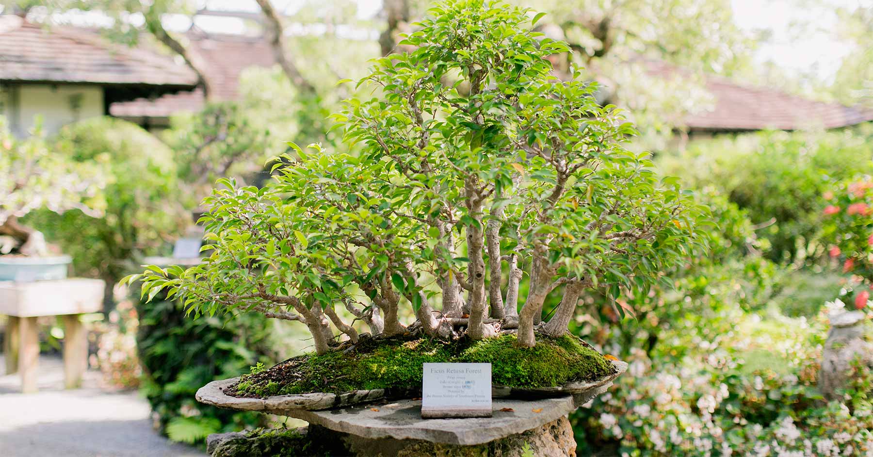 Bonsai Collection Morikami Museum and Japanese Gardens