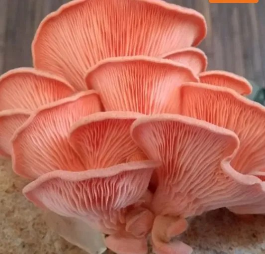 How to Grow Pink Oyster Mushrooms