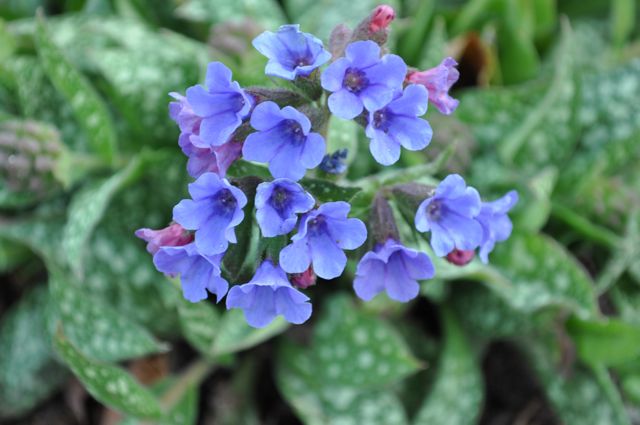 25 Plants That Grow in Shaded Area in Your Garden