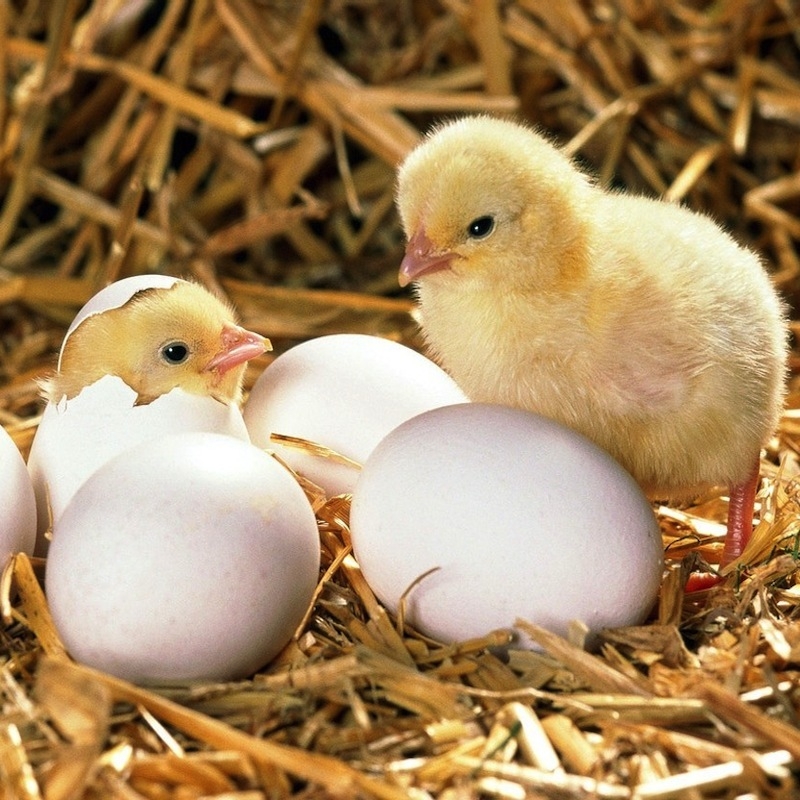 18 Important Tasks to Do During Summer on the Homestead