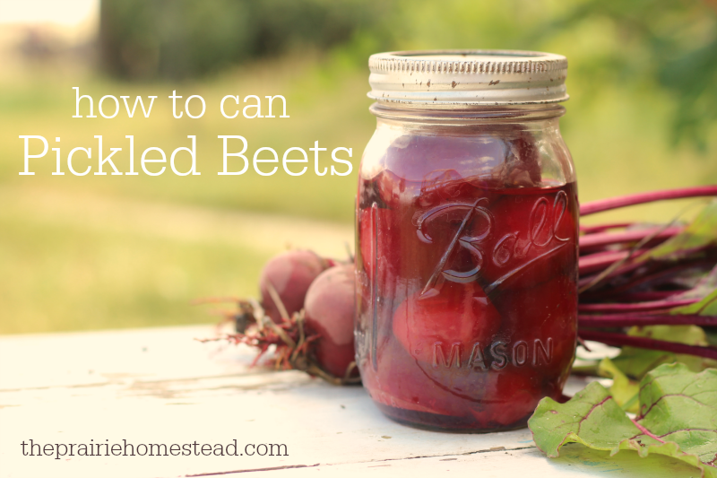 Canning and Pickling Beets 6 Recipes Worth Trying