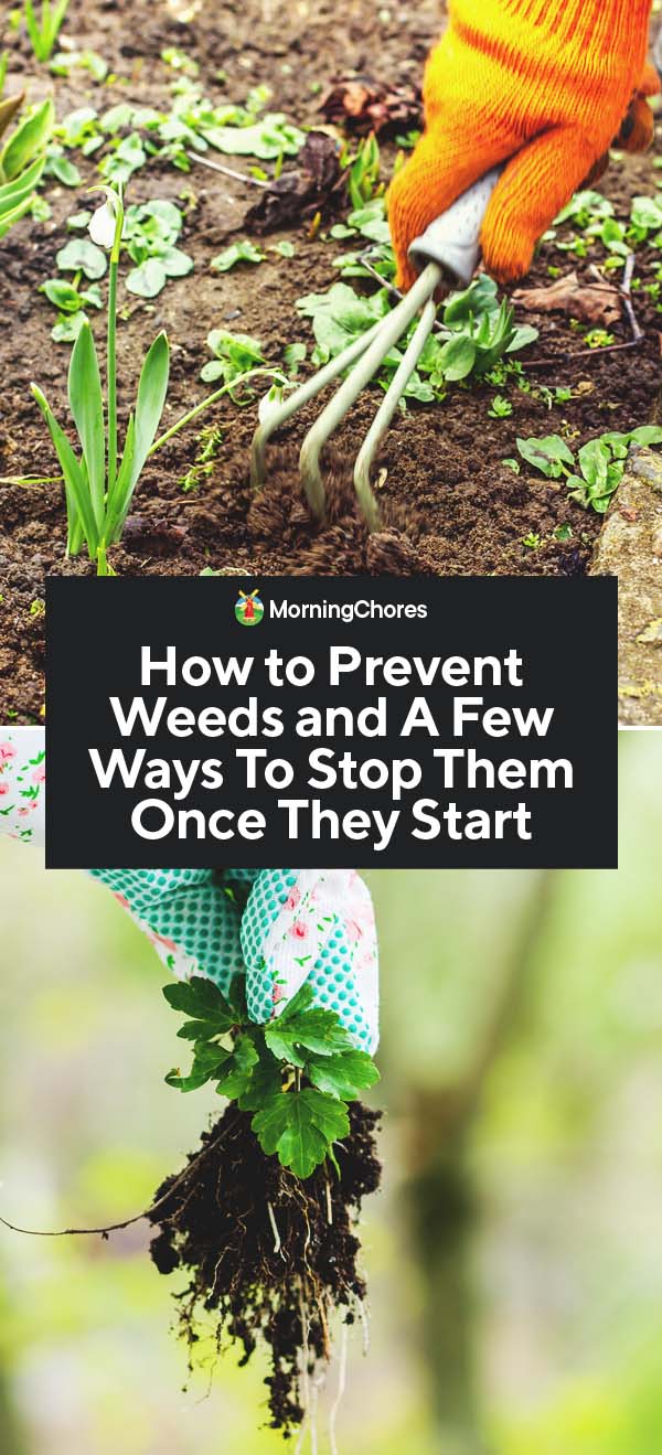 How to Prevent Weeds in Your Garden and How to Stop Them Once They Start