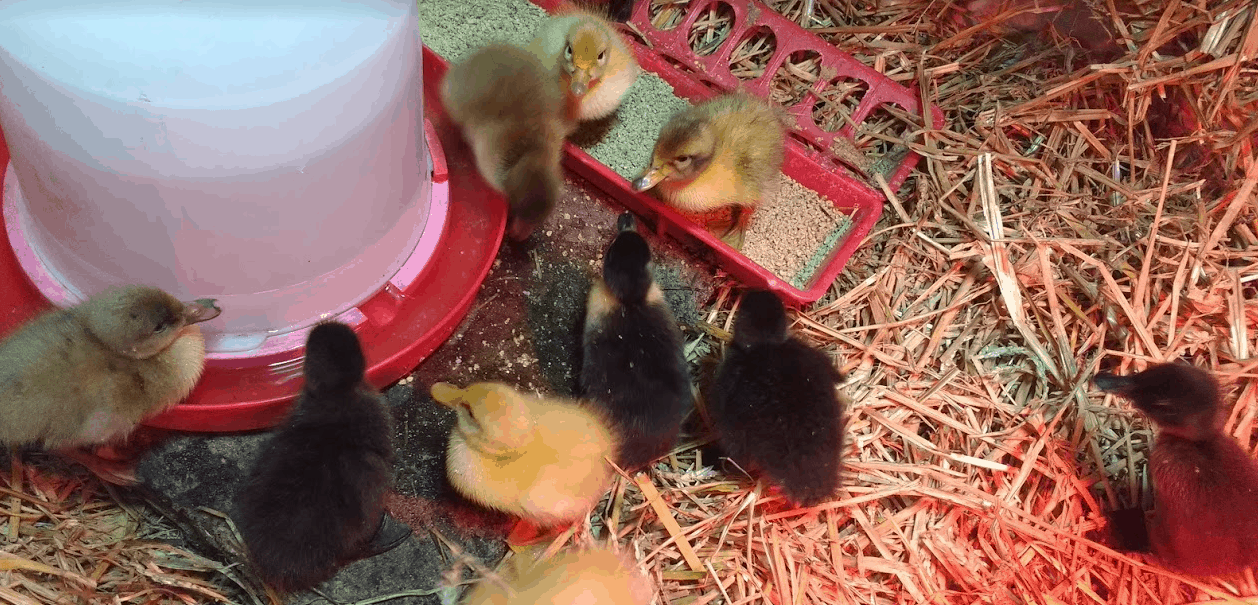 Can You Feed Ducklings Medicated Chick Starter?