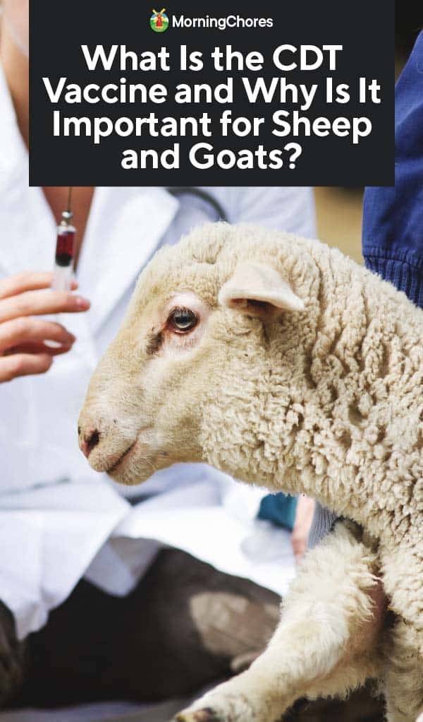 What Is the CDT Vaccine and Why Is It Important for Sheep and Goats?