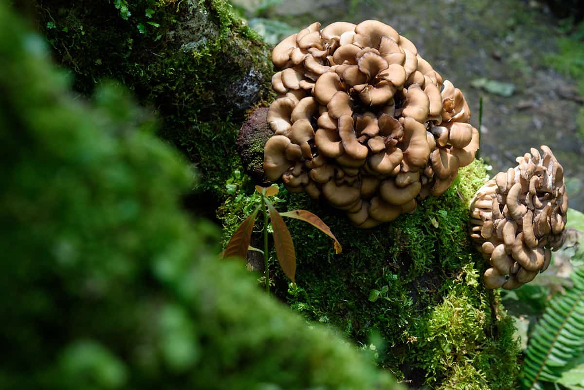 Mushroom Foraging 11 Easy Types to Find and a Few Tips to Remember