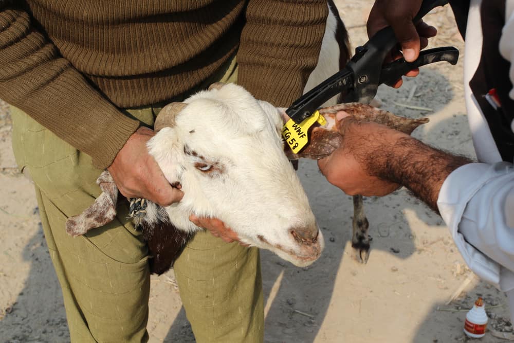 Ear Tagging Your Sheep How to Do It Safely and Correctly
