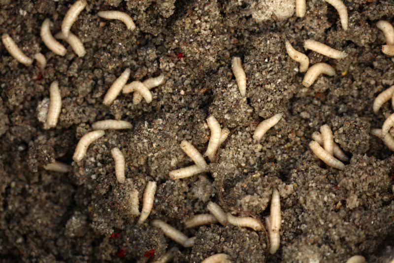 Why Are There Maggots in My Bin & Is It Good or Bad?