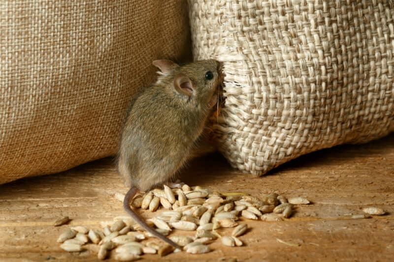 RodentFree Garden How to Get Rid of Rodents Eating Your Root Crops