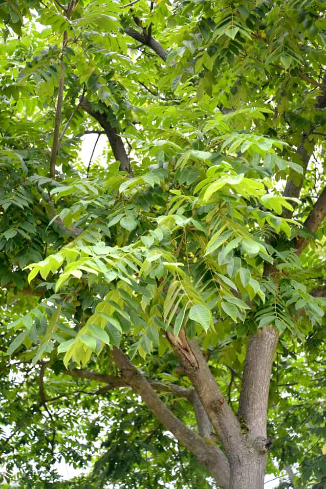 Growing Heartnut Trees How to Plant and Raise Heartnuts