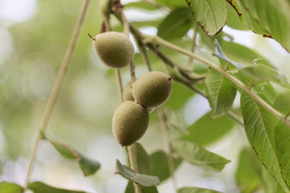 Growing Heartnut Trees How to Plant and Raise Heartnuts