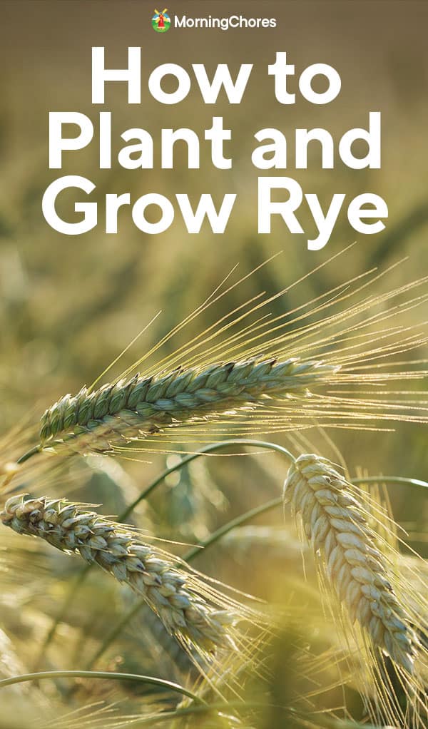 Growing Rye How to Plant, Care For, and Harvest This Healthy Cereal