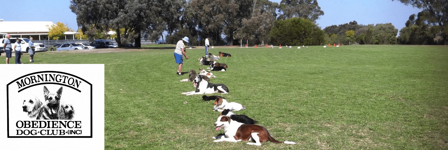 web_header_image Mornington Obedience Dog Club