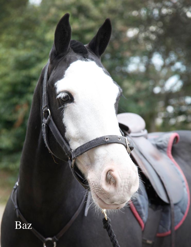 Gallery Morpeth Riding for the Disabled Association