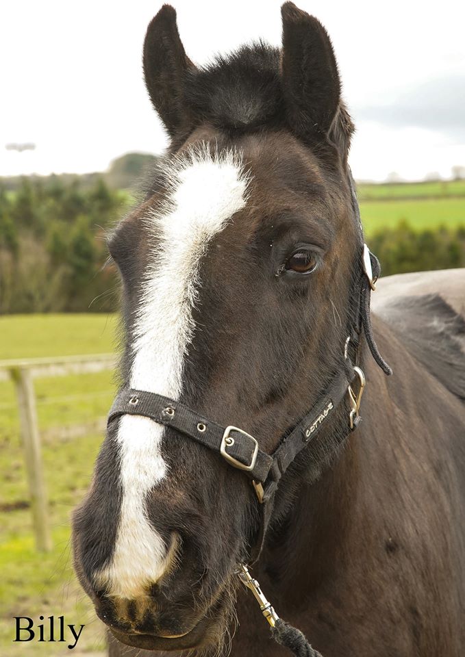 Gallery Morpeth Riding for the Disabled Association