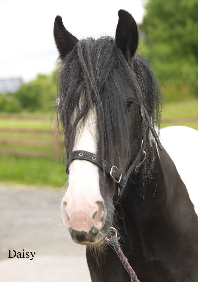Gallery Morpeth Riding for the Disabled Association