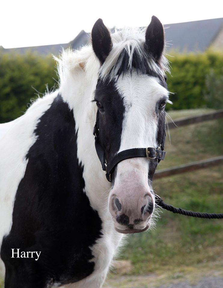 Gallery Morpeth Riding for the Disabled Association