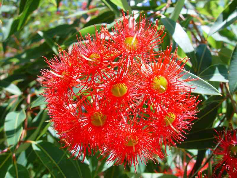 Flowering Gums
