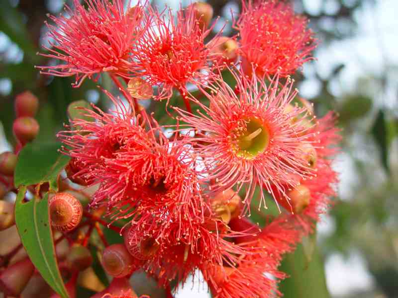 Flowering Gums
