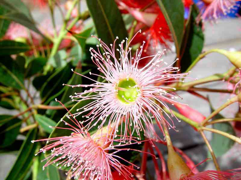 Flowering Gums