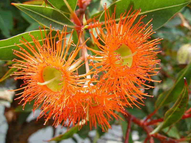 Flowering Gums