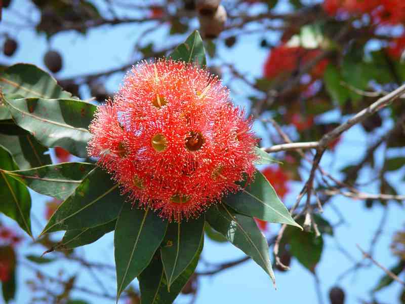 Flowering Gums