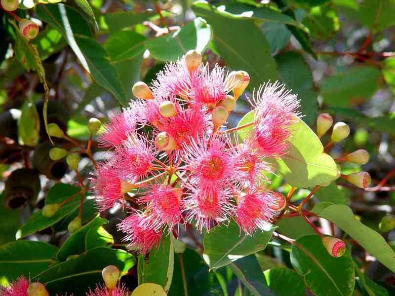 Flowering Gums