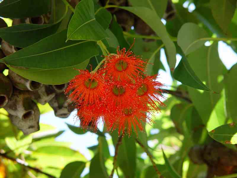Flowering Gums