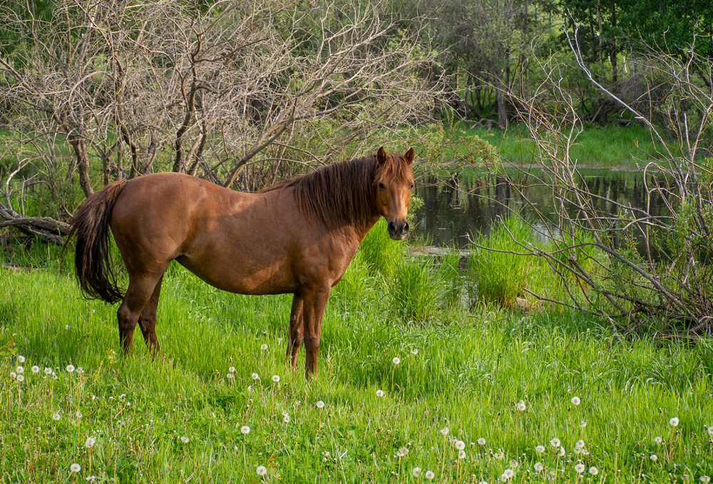 Facility Photos Morris Meadows