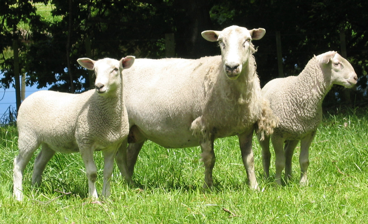 Wiltshire Sheep Morrison Farming
