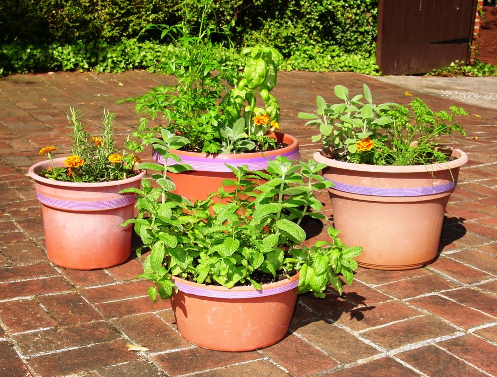 Step Into Our Garden Marlis’ Favorite Hobbies Morrison Lawn and