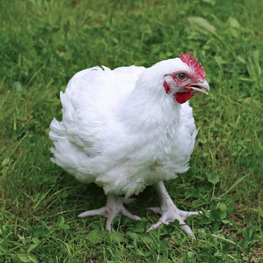 Poultry Grower Mash 18 Conventional Morrisons Custom Feed