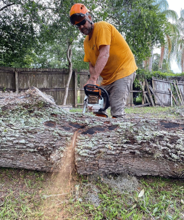 Tree Service Land o’ Lakes, FL Tree Removal Land o' Lakes